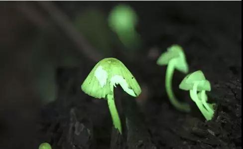 日本：奄美大島暗夜散發(fā)綠光的蘑菇迎來觀賞期