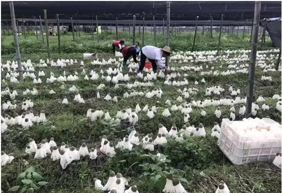 廣西：食用菌創(chuàng)新團(tuán)隊試驗示范基地落戶賀州