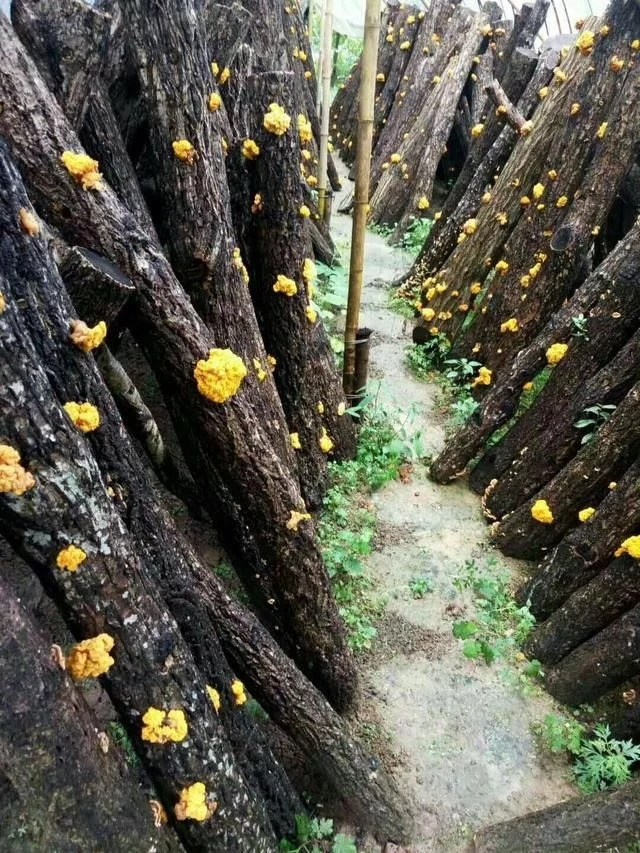 陕西：宁强县引进金耳种植技术