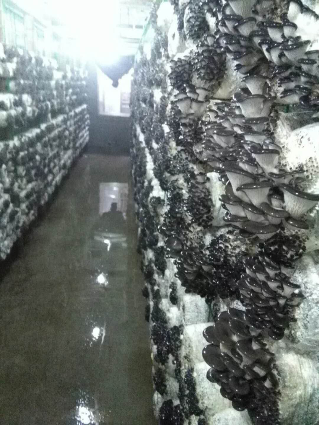 平菇工廠化生產之我所見