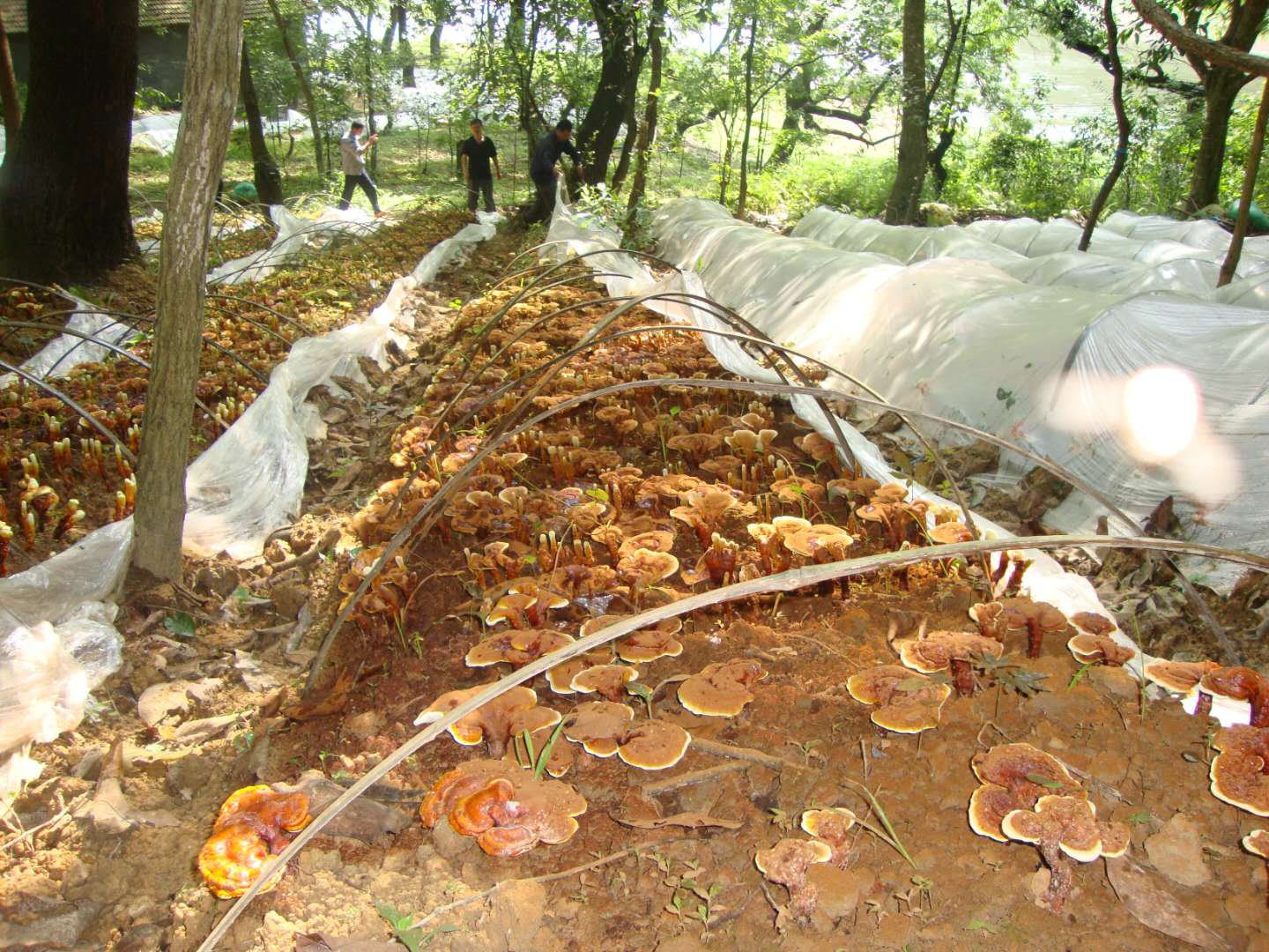廣西：田林靈芝良種良法打造國家農產品地理標志