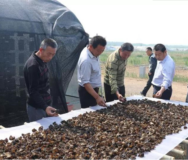 山东：齐河县黑木耳进入采摘期