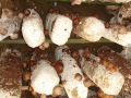 香菇生長發育期濕度多少適宜？