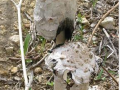 种植鸡腿菇需防治哪些病害？