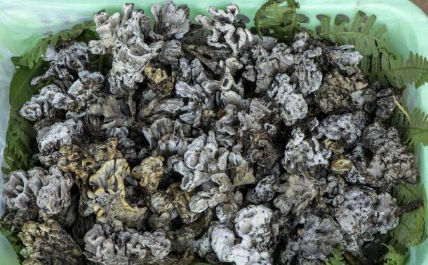 云南省昆明市部分野生菌价格每公斤跌破百元