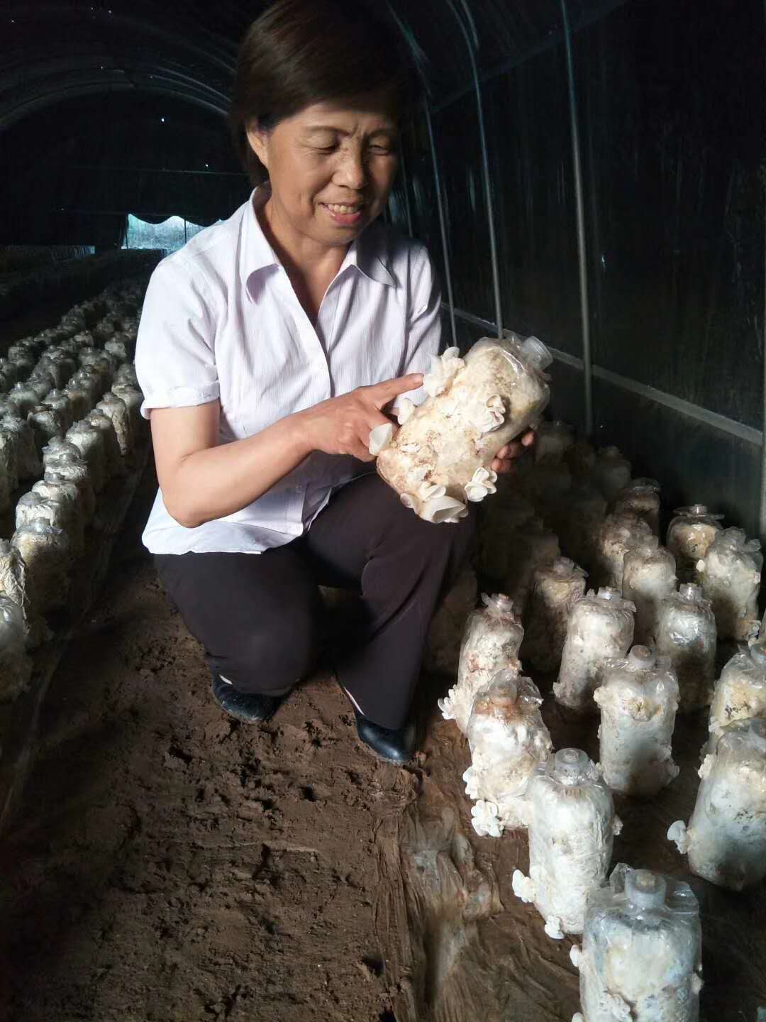 陕西：三原县食用菌研究所引进白玉木耳示范栽培成功