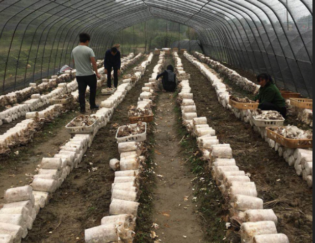 湖北阳新：小蘑菇念出“致富经”