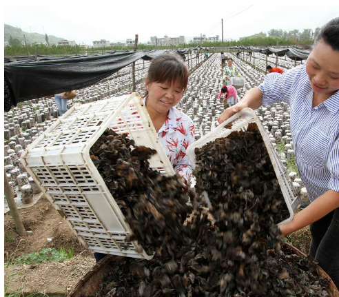 湖北房县耳菇出口欧亚18个国家