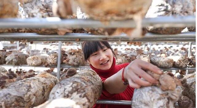 湖北：十堰投資10億打造香菇產(chǎn)業(yè)基地  帶動(dòng)4400戶貧困戶種植香菇