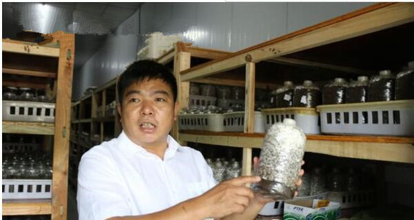 贵州：德江县实施“麻菌轮作”新模式  废菌材找到了新“舞台”
