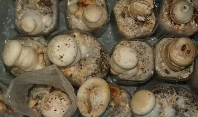 上海：農業科學院食用菌研究所探索出蘑菇無需覆土栽培新技術