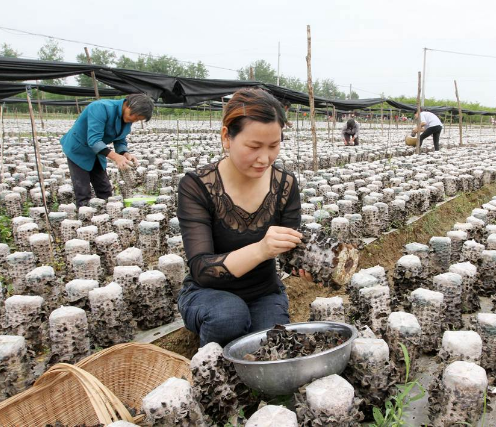 湖北：房县耳菇出口欧亚18个国家