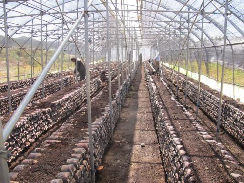 黑龙江：牡丹江市扩大食用菌棚室栽培规模