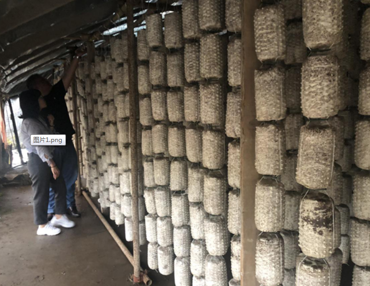 連云港市農業科學院生物技術項目組開展玉木耳吊袋技術指導