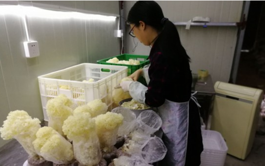 福州长乐：土豆村里种上绣球菌 变废为宝发展新产业