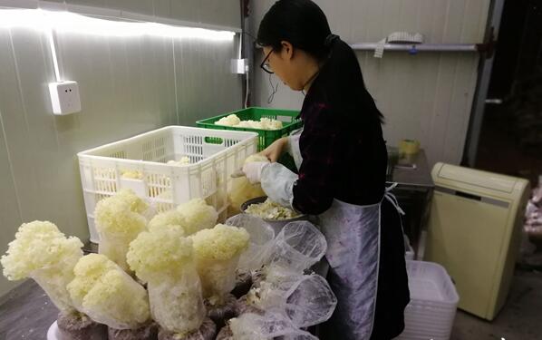 福建：福州繡球菌實現智能化生產帶富眾鄉親