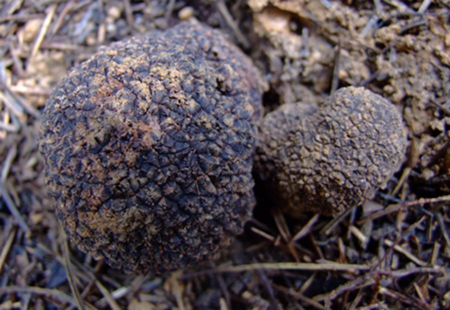 云南：弥勒拟建全州首个松树纯林野生菌抚育研究与示范基地