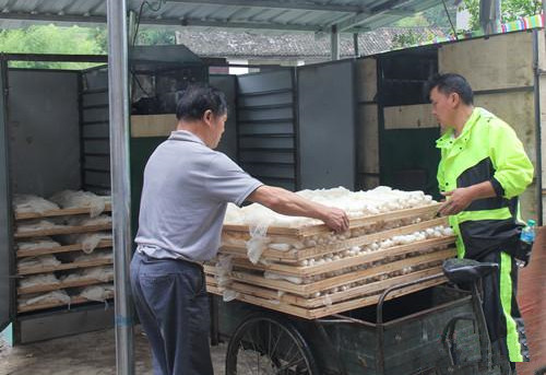 江西：宜黃縣利用毛竹廢料種植竹蓀 助力脫貧攻堅