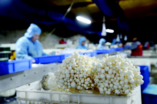 浙江：金華金東區總投資1.8億元食用菌工廠化項目已投入生產