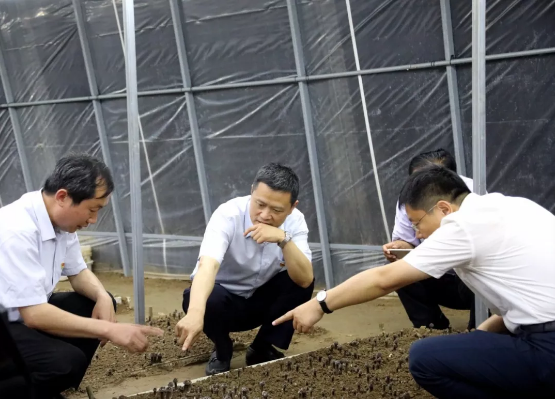 河南：省委組織部組織二處處長李永蒞臨清豐縣調研“黨建+扶貧+食用菌”工作