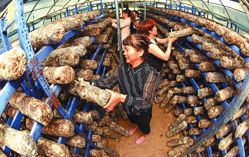 陜西：蒲城致力打造渭北最大的香菇產(chǎn)業(yè)基地