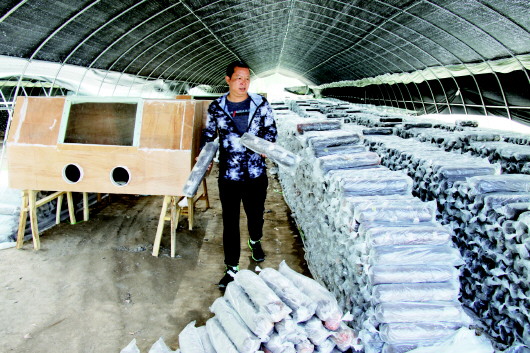 甘肃：酒泉瓜州县投资2000万元建成千亩有机黑木耳生产基地
