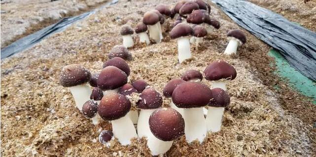貴州：劍河縣2018年市場(chǎng)供食用菌鮮品達(dá)6000噸