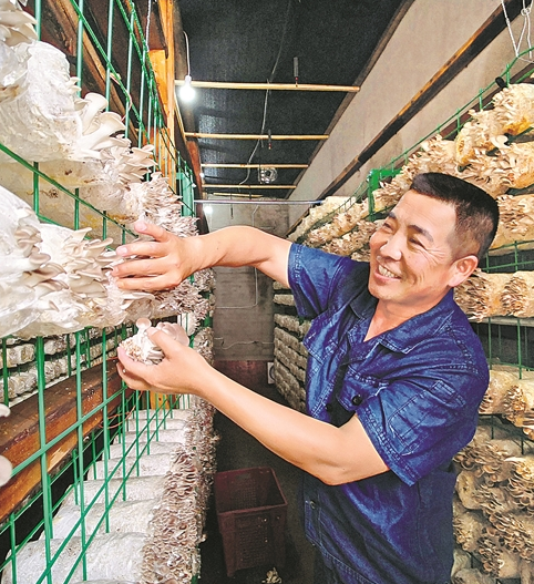 安徽皖南烟叶公司指导烟农利用闲置烤房种植秀珍菇