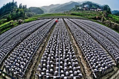 黑龙江:牡丹江木耳成为当地农民致富“金饭碗”