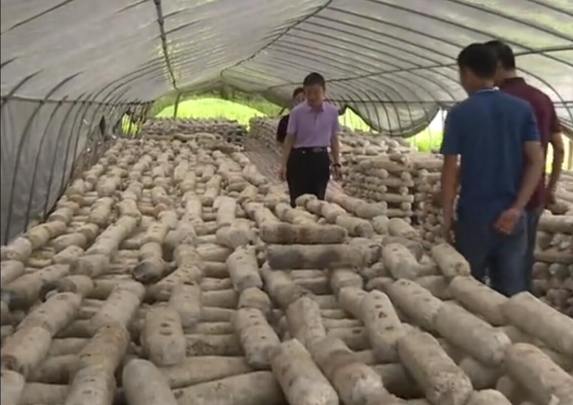 湖北:竹溪縣建成首個高海拔反季節香菇基地