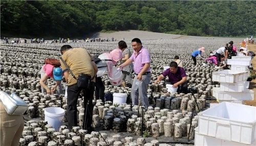 吉林：臨江市年產3000萬棒“黑木耳”項目基地喜獲豐收
