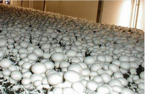刘拥兵：产业化升级，这样种植双孢菇产量轻松翻倍！