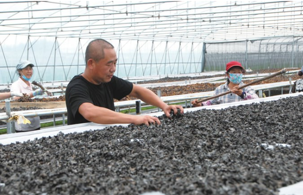 打造辽西最大黑木耳产业基地