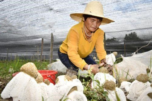 江西：金溪县利用农业废弃物种植竹荪助民增收