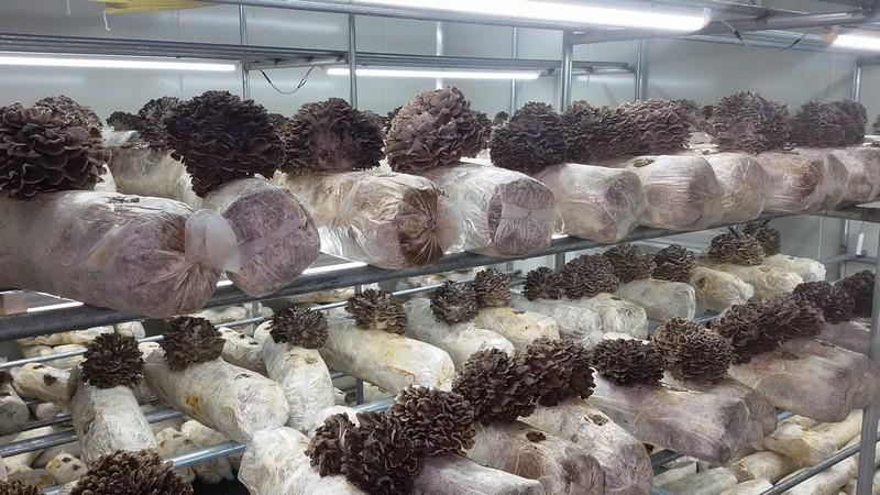 云南：珍稀食用菌产业孵化园二期筹备动工