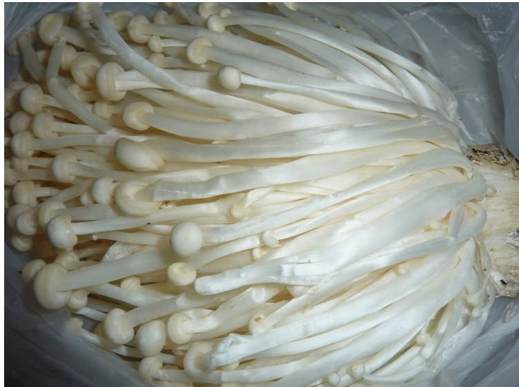 重庆：江津区首批由花椒秸秆作为培养料试种的4000袋金针菇喜获成功