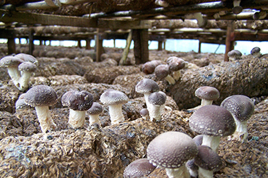 山東聊城規模化發展食用菌產業