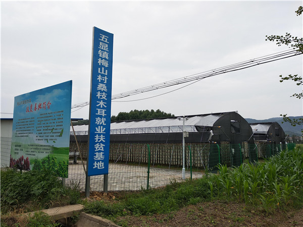 舒城縣梅山村桑枝木耳扶貧基地建設(shè)紀實