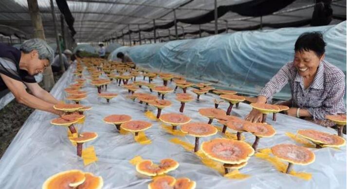浙江：開化縣池淮鎮靈芝種植項目開拓就業渠道