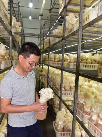 福建：尤溪县实现绣球菌工厂化栽培