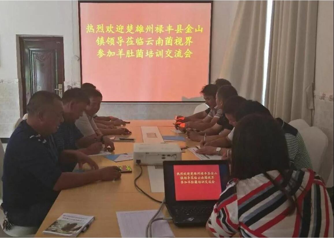 云南：禄丰县金山镇考察团来菌视界考察羊肚菌种植项目