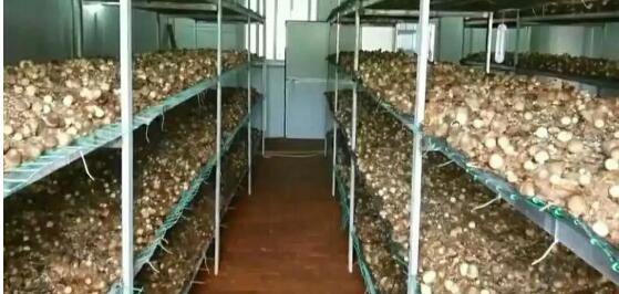 广东：罗定市首批食用菌草菇正式采摘上市