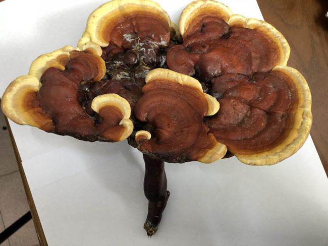 浙江：永嘉巽宅山間驚現野生赤靈芝