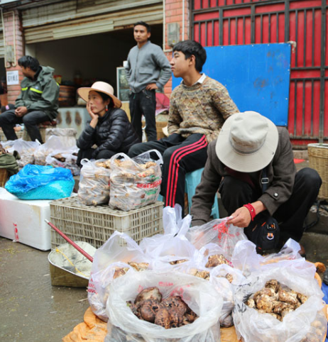 四川：甘孜道孚縣野生菌吸引各地客商前來采購
