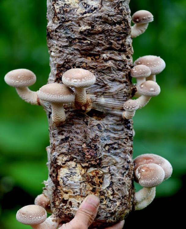 湖北：遠安縣巧用海拔高度成功試種反季節香菇