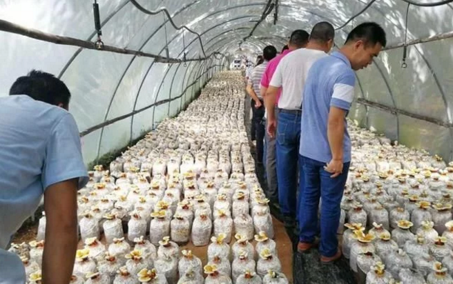 廣西貴港：石卡鎮鶴心村與貴港市農科院聯合發展食用菌