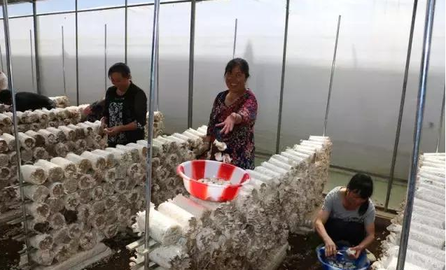 貴州：阿戛鎮食用菌進入市場銷售