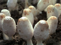 鸡腿菇经济林下高效栽培技术