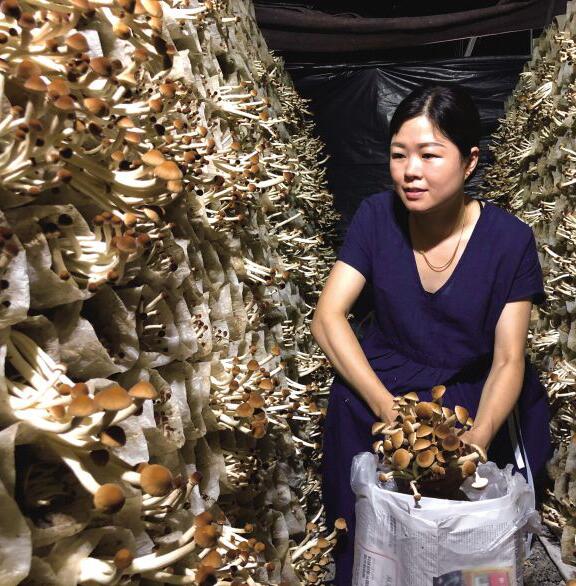 湖南：長沙縣立體化種植茶樹菇效益顯著 日產近2噸