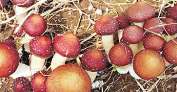 吉林：东丰县以棚膜园区建设为载体 大力发展大球盖菇产业